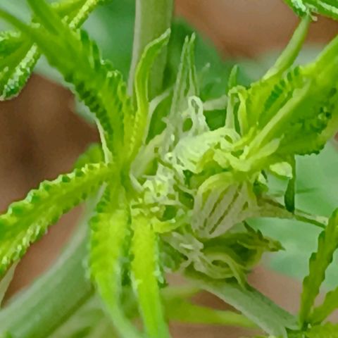 Prenseed ( Artemis) 🍊🍋🍬 growlog timeline photo