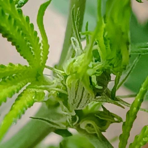 Prenseed ( Artemis) 🍊🍋🍬 growlog timeline photo
