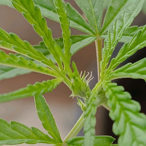 Prenseed ( Artemis) 🍊🍋🍬 growlog photo: Aos pistilos