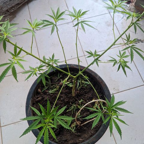 Prenseed ( Artemis) 🍊🍋🍬 growlog photo: Aos pistilos