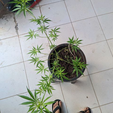 Prenseed ( Artemis) 🍊🍋🍬 growlog photo: Aos pistilos