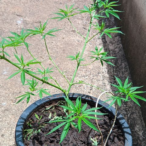 Prenseed ( Artemis) 🍊🍋🍬 growlog photo: Aos pistilos