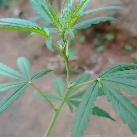 Prenseed ( Artemis) 🍊🍋🍬 growlog timeline photo