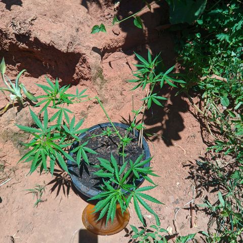 Prenseed ( Artemis) 🍊🍋🍬 growlog timeline photo