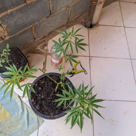 Prenseed ( Artemis) 🍊🍋🍬 growlog timeline photo