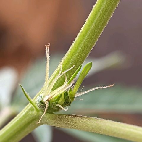 Prenseed ( Artemis) 🍊🍋🍬 growlog timeline photo