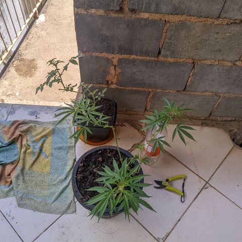 Prenseed ( Artemis) 🍊🍋🍬 growlog timeline photo