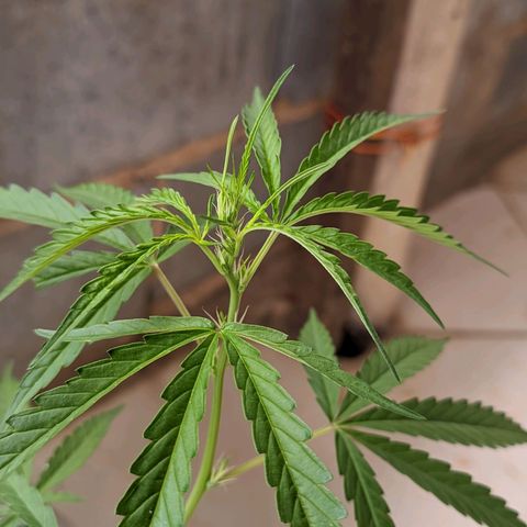 Prenseed ( Artemis) 🍊🍋🍬 growlog timeline photo