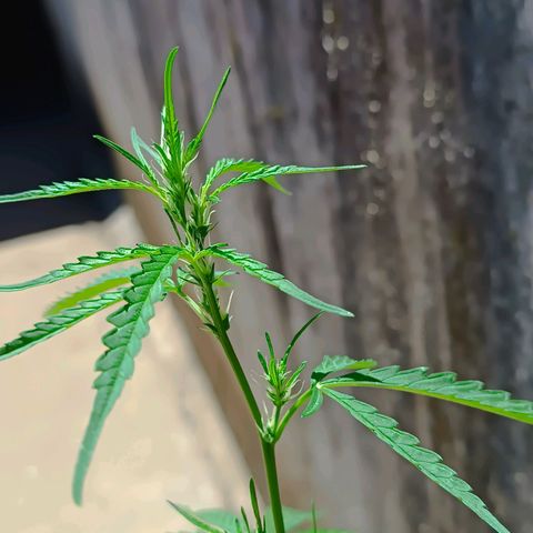Prenseed ( Artemis) 🍊🍋🍬 growlog timeline photo