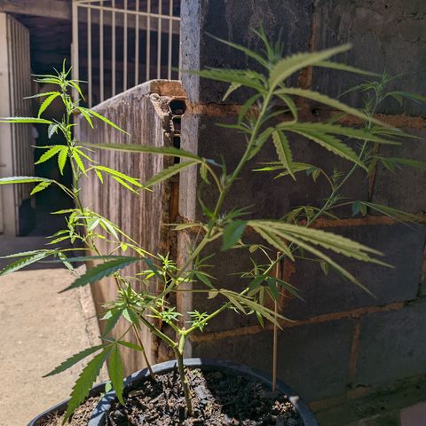 Prenseed ( Artemis) 🍊🍋🍬 growlog timeline photo