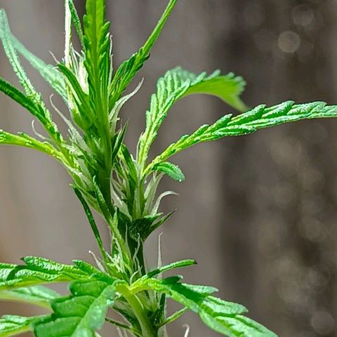 Prenseed ( Artemis) 🍊🍋🍬 growlog timeline photo
