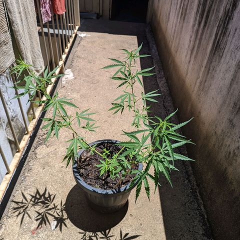 Prenseed ( Artemis) 🍊🍋🍬 growlog timeline photo