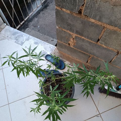 Prenseed ( Artemis) 🍊🍋🍬 growlog timeline photo