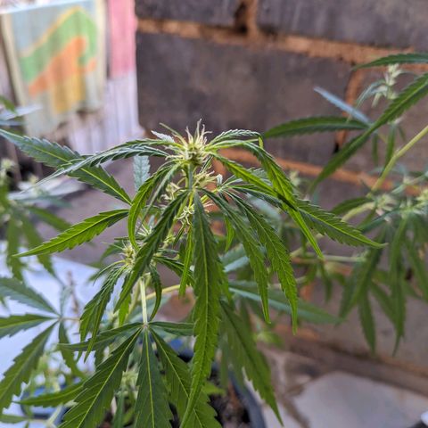 Prenseed ( Artemis) 🍊🍋🍬 growlog timeline photo