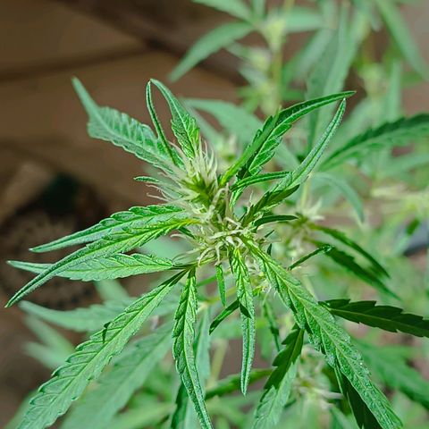 Prenseed ( Artemis) 🍊🍋🍬 growlog timeline photo