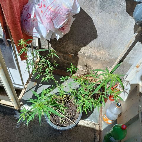 Prenseed ( Artemis) 🍊🍋🍬 growlog timeline photo