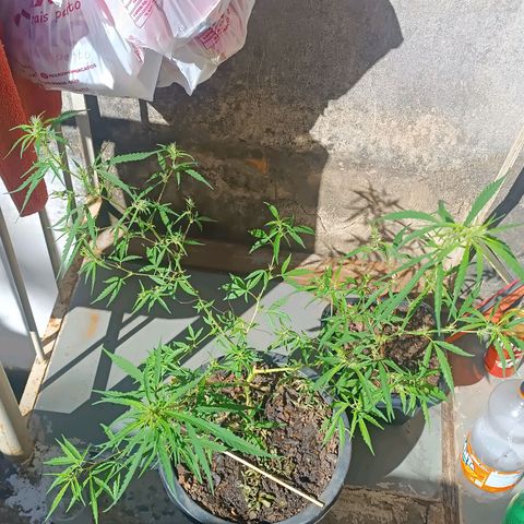 Prenseed ( Artemis) 🍊🍋🍬 growlog timeline photo