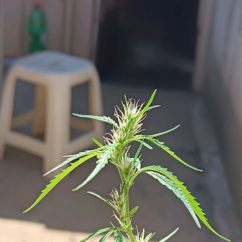 Prenseed ( Artemis) 🍊🍋🍬 growlog timeline photo