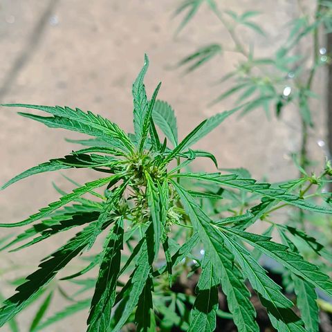 Prenseed ( Artemis) 🍊🍋🍬 growlog timeline photo