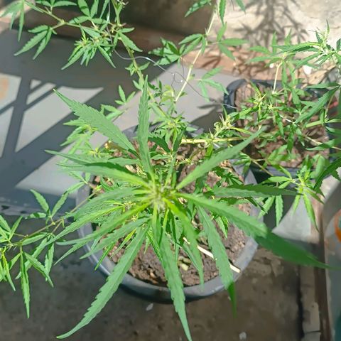 Prenseed ( Artemis) 🍊🍋🍬 growlog timeline photo