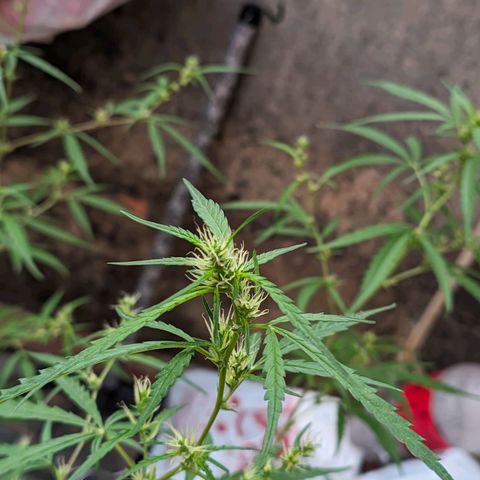 Prenseed ( Artemis) 🍊🍋🍬 growlog timeline photo