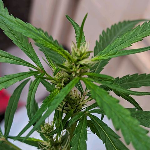 Prenseed ( Artemis) 🍊🍋🍬 growlog timeline photo