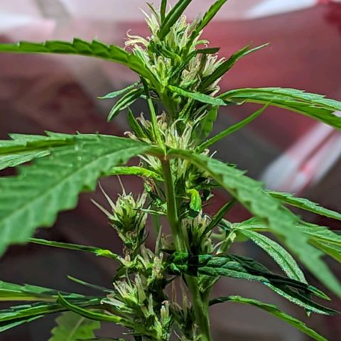 Prenseed ( Artemis) 🍊🍋🍬 growlog timeline photo