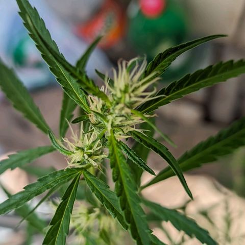 Prenseed ( Artemis) 🍊🍋🍬 growlog timeline photo