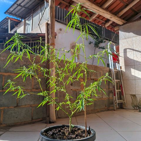 Prenseed ( Artemis) 🍊🍋🍬 growlog timeline photo