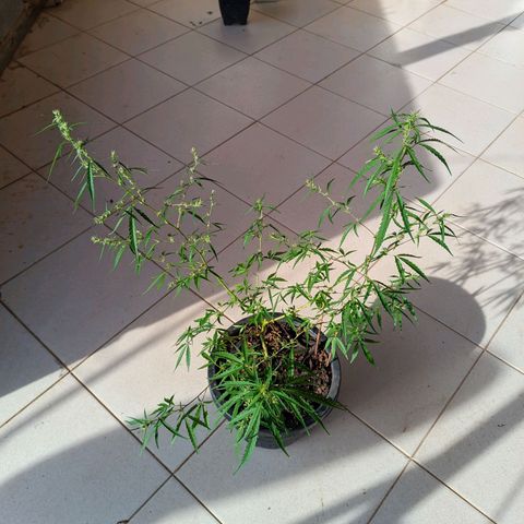 Prenseed ( Artemis) 🍊🍋🍬 growlog timeline photo