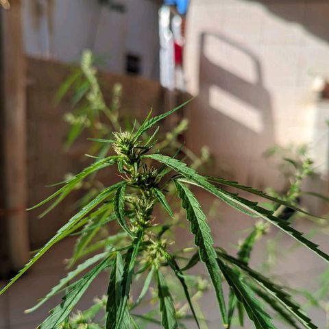 Prenseed ( Artemis) 🍊🍋🍬 growlog timeline photo