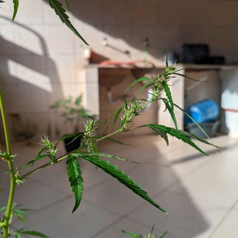 Prenseed ( Artemis) 🍊🍋🍬 growlog timeline photo