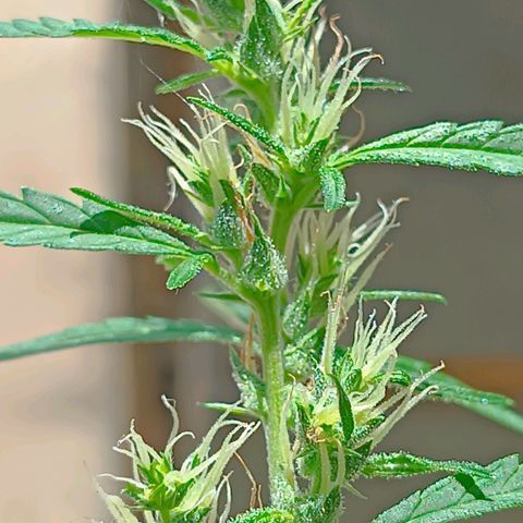 Prenseed ( Artemis) 🍊🍋🍬 growlog timeline photo