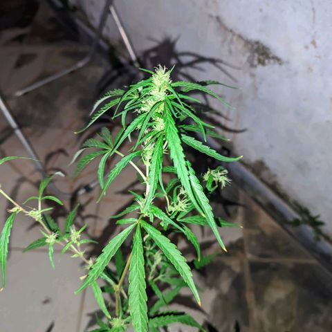 Prenseed ( Artemis) 🍊🍋🍬 growlog timeline photo