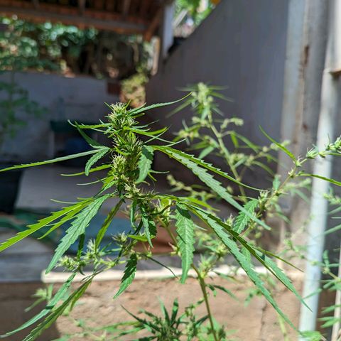 Prenseed ( Artemis) 🍊🍋🍬 growlog timeline photo
