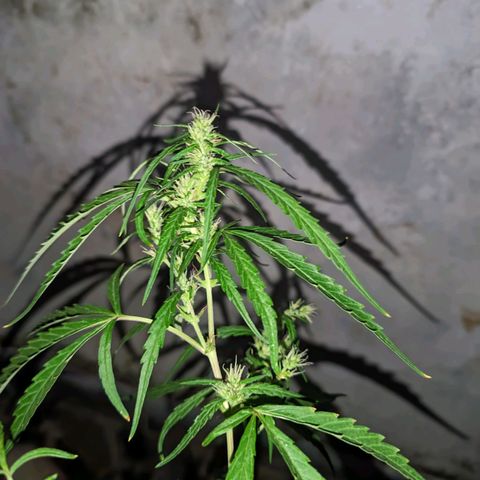 Prenseed ( Artemis) 🍊🍋🍬 growlog timeline photo