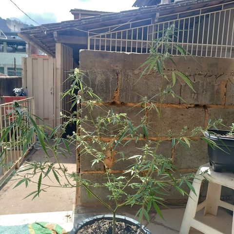 Prenseed ( Artemis) 🍊🍋🍬 growlog timeline photo