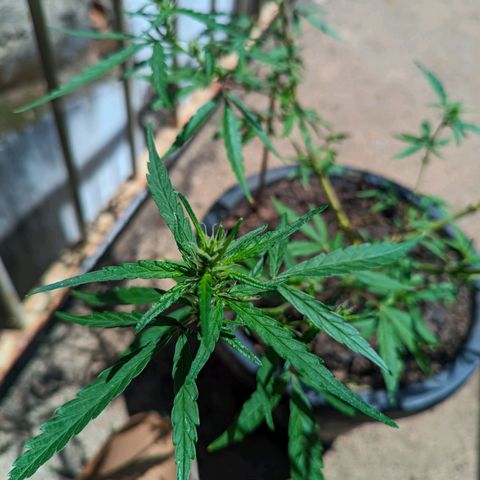 Prenseed ( Artemis) 🍊🍋🍬 growlog timeline photo