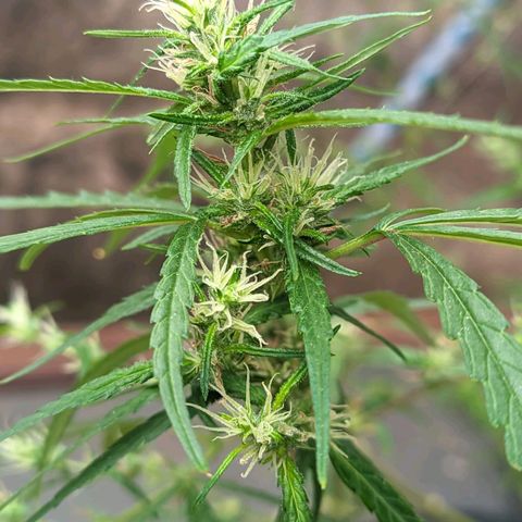 Prenseed ( Artemis) 🍊🍋🍬 growlog timeline photo