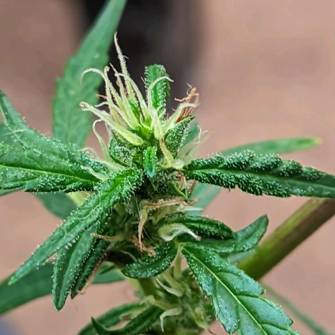 Prenseed ( Artemis) 🍊🍋🍬 growlog timeline photo
