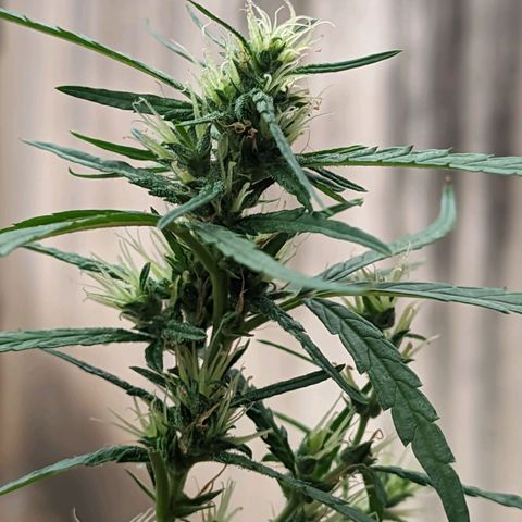 Prenseed ( Artemis) 🍊🍋🍬 growlog timeline photo