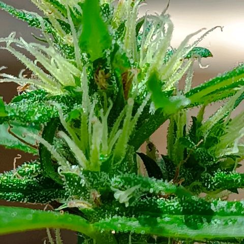Prenseed ( Artemis) 🍊🍋🍬 growlog timeline photo
