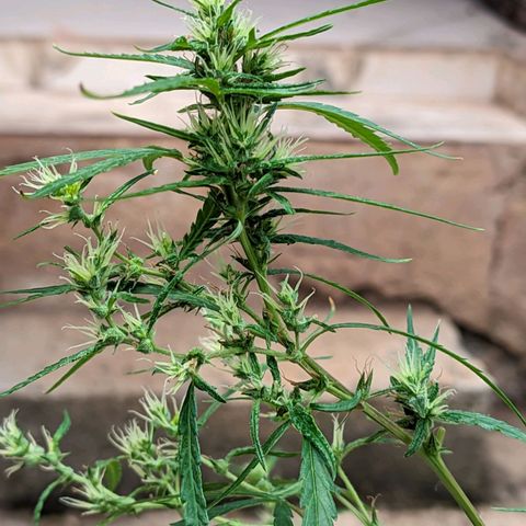 Prenseed ( Artemis) 🍊🍋🍬 growlog timeline photo
