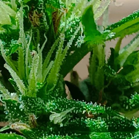 Prenseed ( Artemis) 🍊🍋🍬 growlog timeline photo