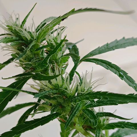 Prenseed ( Artemis) 🍊🍋🍬 growlog timeline photo