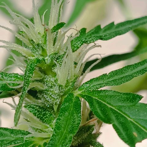 Prenseed ( Artemis) 🍊🍋🍬 growlog timeline photo