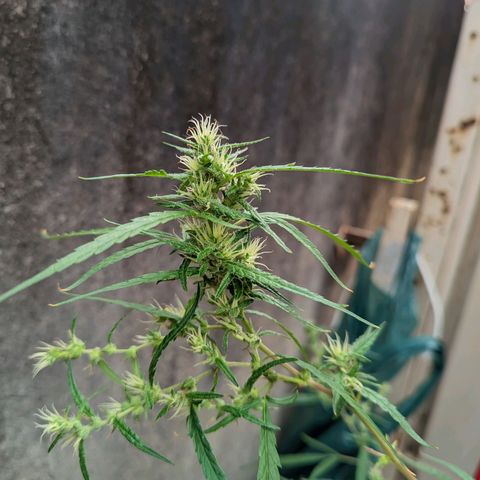 Prenseed ( Artemis) 🍊🍋🍬 growlog timeline photo