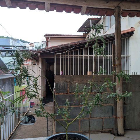 Prenseed ( Artemis) 🍊🍋🍬 growlog timeline photo