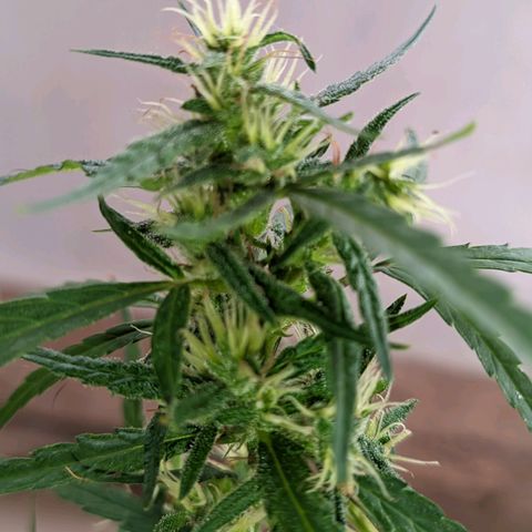 Prenseed ( Artemis) 🍊🍋🍬 growlog timeline photo