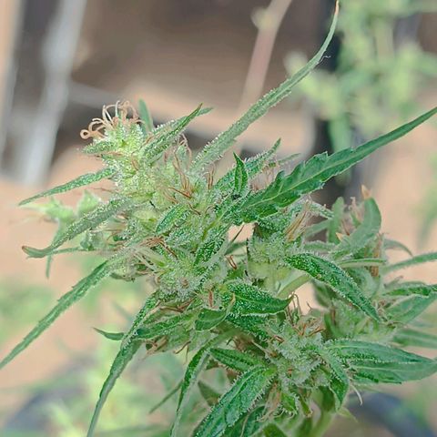Prenseed ( Artemis) 🍊🍋🍬 growlog timeline photo